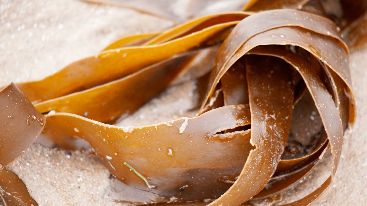 Brown algae: benefits, types and doubts about the risks of including them in menus Brown algae benefits, types and doubts about the risks of including them in menus