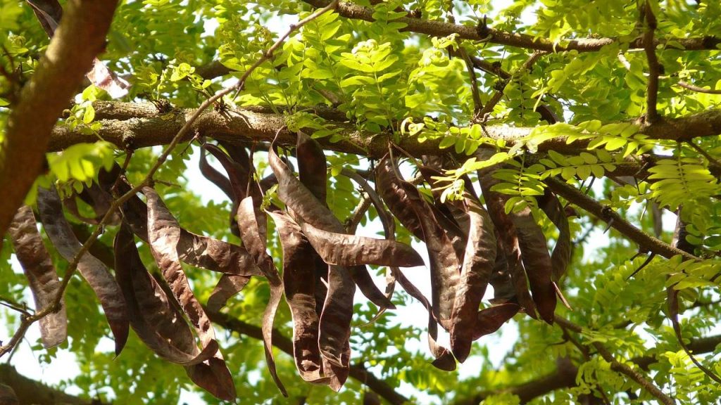 Carob gum health effects and what it is used for