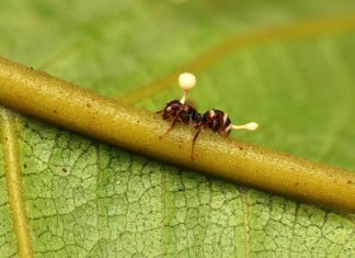 Cordyceps: The mushrooms of “The Last of Us” are real and used in Chinese medicine Cordyceps The mushrooms of The Last of Us are real and used in Chinese medicine