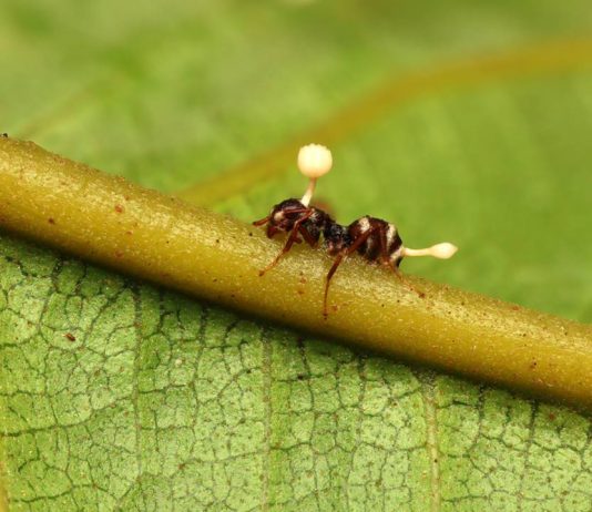 Cordyceps: The mushrooms of “The Last of Us” are real and used in Chinese medicine Cordyceps The mushrooms of The Last of Us are real and used in Chinese medicine