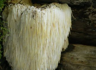 The edible mushroom that improves memory: lion’s mane The edible mushroom that improves memory lion's mane