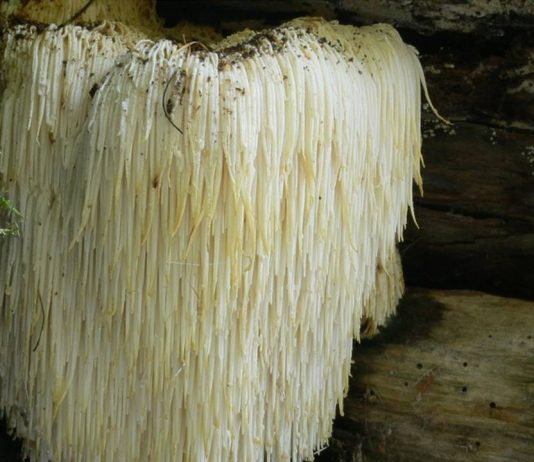 The edible mushroom that improves memory: lion’s mane The edible mushroom that improves memory lion's mane