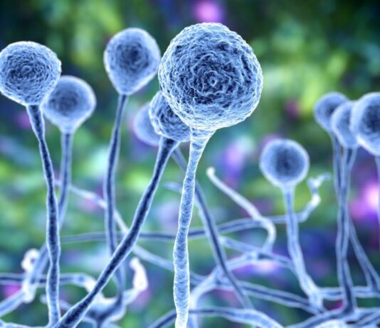 The Growing Threat of Fungal Infections and Challenges in Drug Development